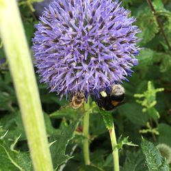 Close-up of bee on thistle flower