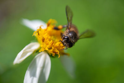 Close-up of bee pollinating on flower