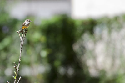 Bird perching on a branch