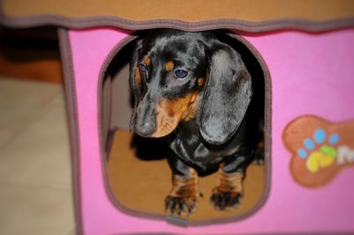 Close-up of dog looking away