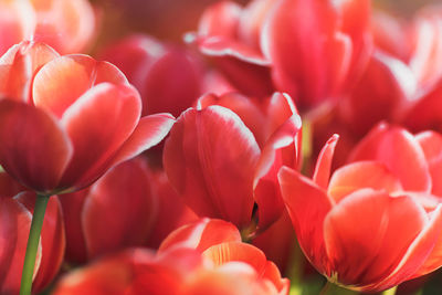 Close-up of red tulips