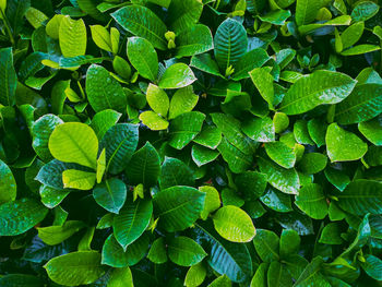 Full frame shot of raindrops on leaves