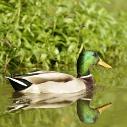 Duck swimming in a lake