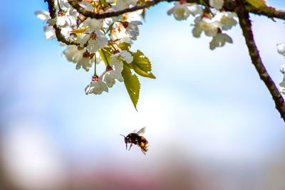 Close-up of bee pollinating on fresh flower against sky