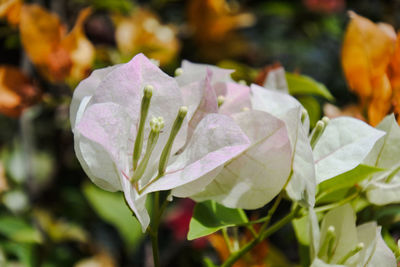 Close-up of wet purple flowering plant