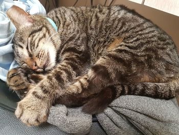 Close-up of cat relaxing