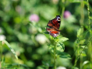 Close-up of butterfly pollinating flower