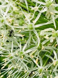 Full frame shot of plants