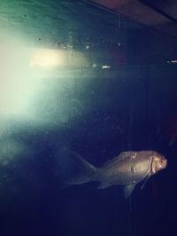 Close-up of fish swimming in aquarium