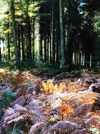 Trees growing in forest