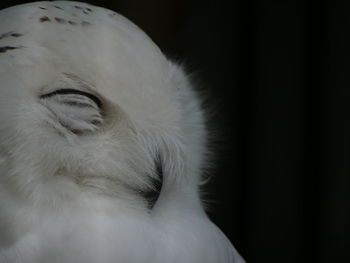 Close-up of a bird