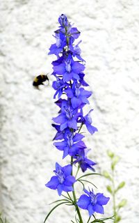 Close-up of insect on purple flower