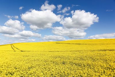 Scenic view of field against cloudy sky