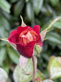 Close-up of pink rose flower bud