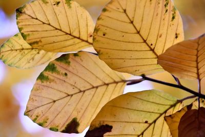 Close-up of autumnal leaves