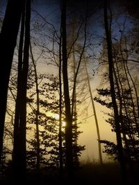 Silhouette trees in forest against sky during sunset