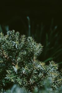 Close-up of pine tree