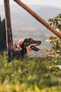 View of a dog on field