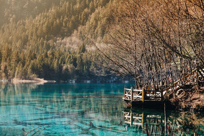 Scenic view of lake in forest