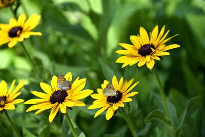 Close-up of honey bee on yellow flower