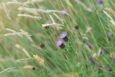 Close-up of purple pollinating flower