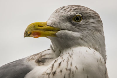 Close-up of seagull outdoors
