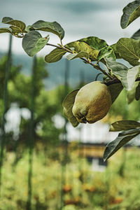 Close-up of fruits growing on tree