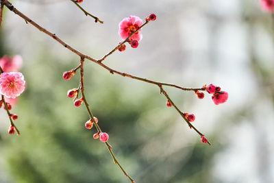 Close-up of red flowers on tree