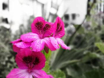 Close-up of pink flower blooming outdoors