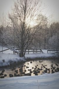 Bare trees in snow against sky