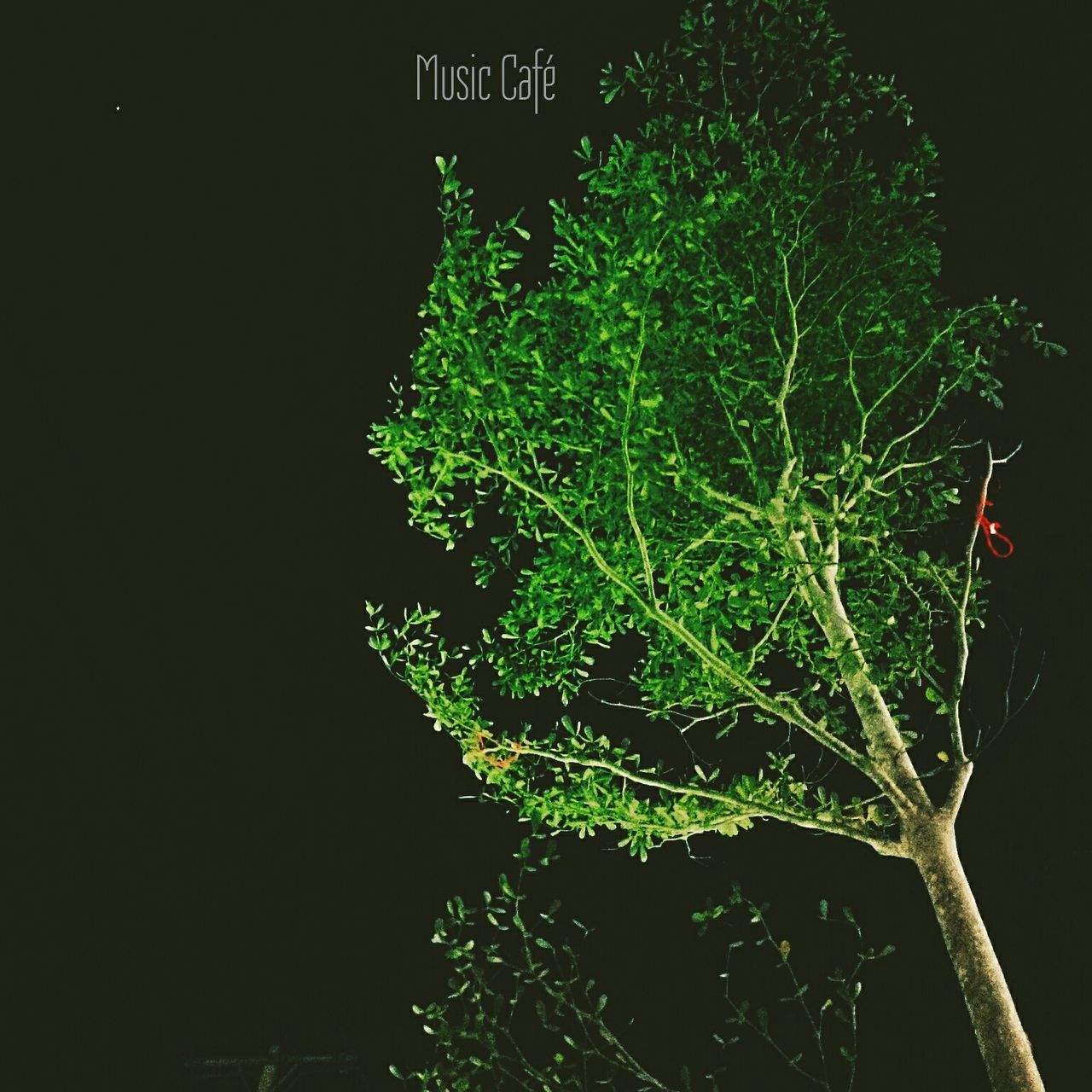 night, low angle view, tree, illuminated, growth, branch, clear sky, green color, nature, outdoors, dark, no people, leaf, lighting equipment, plant, building exterior, built structure, copy space, sky, street light