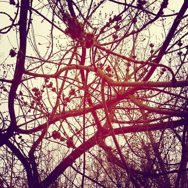 branch, low angle view, tree, bare tree, nature, sky, beauty in nature, silhouette, tranquility, growth, outdoors, clear sky, no people, backgrounds, day, full frame, scenics, tree trunk, twig, sunset