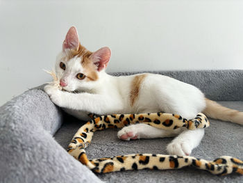 pet