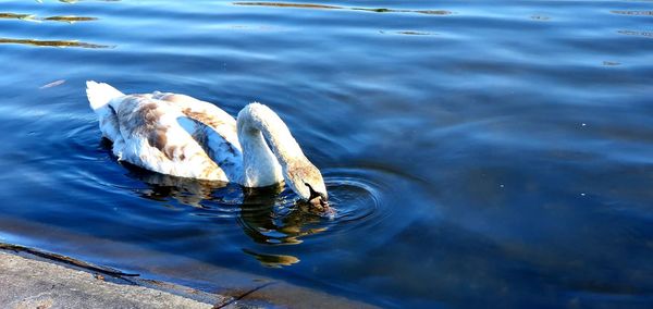 High angle view of duck swimming in lake