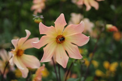 Close-up of bee on flower