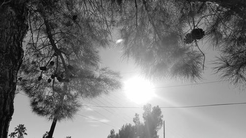 Trees against bright sun