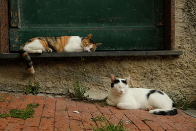 Cats resting