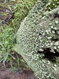 Close-up of lichen on tree trunk