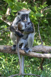 Portrait of monkey sitting on tree