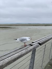 Seagull perching on railing against sky