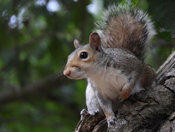 Close-up of squirrel on tree trunk