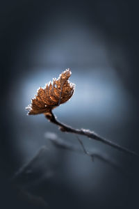 Close-up of a leaf on a lonely leaf on a branch