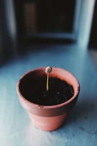 Close-up of coffee bean plant on marble