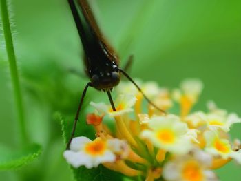 Close-up of insect on flower