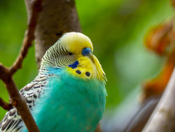 Close-up of parrot perching on branch