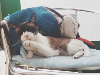 Close-up of a cat sleeping