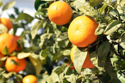 Close-up of orange fruits on tree