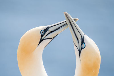 Low angle view of birds against blue sky