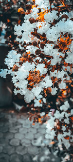 Close-up of maple leaves floating on water