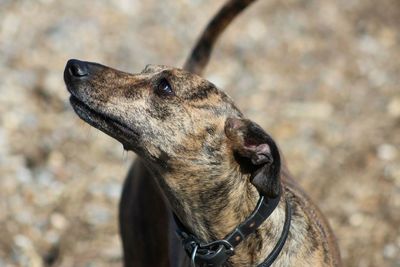 Close-up portrait of a dog